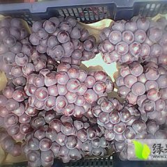 河北永年夏黑葡萄名扬天下