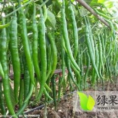 忻府辣椒口感爽口,曹张张国勇诚信合作