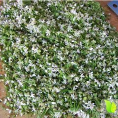 2014凌海韭菜价格波动不大