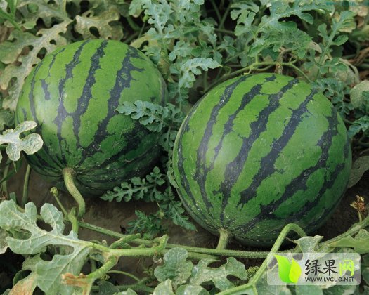 2014年内蒙古松山京欣价格