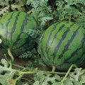 2014赤峰中秋节西瓜大量供应