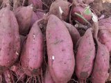 湖北枣阳商薯19红薯淀粉名优产品