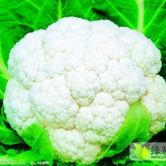 高台菜花上货量大,南华赵万鹏诚信合作