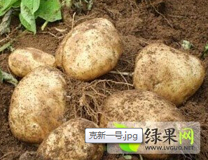 喀喇沁旗土豆个头较大而且均匀，质量很好