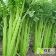 围场芹菜价格适宜,下伙安文军诚信合作