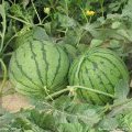 长岭客运马超8月品种多西瓜