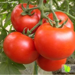 河北崇礼粉百利西红柿上货量大