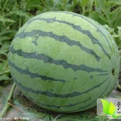 地雷瓜西瓜皮薄，，甘甜爽口，耐运输