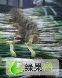 肥城大葱的种植面积很大，品质好