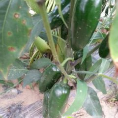 2014凌海港椒 牛角椒 大量上市右卫镇苏强