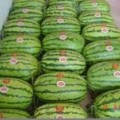 内蒙古库伦旗金城5号西瓜品质优良