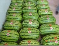 内蒙古库伦旗金城5号西瓜品质优良