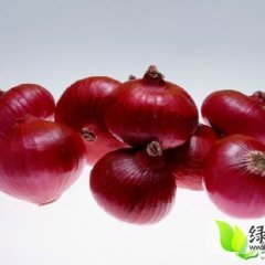 洮北紫皮洋葱洋葱好 个大色深 皮毛好