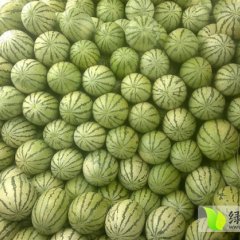 2014靖远西瓜现在订货有惊喜