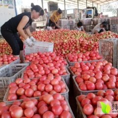 山东东昌府硬粉：沙镇镇刘鹏