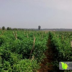 商丘小侯叶辉5月巨无霸4号辣椒