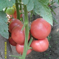 硬粉西红柿，硬度高，货整齐度高，耐运输耐储