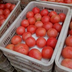 我处长期供应大量优质西红柿，欢迎订购