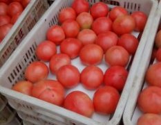 我处长期供应大量优质西红柿，欢迎订购