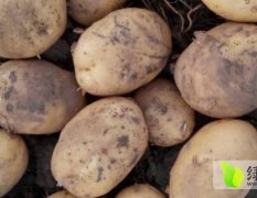 本地区有大量土豆出售，欢迎实地考察选购