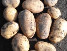 依安土豆大量供应，品种多，质量好，价格优惠