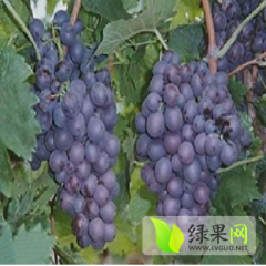 卢龙葡萄天然无污染，纯绿色产品，欢迎品尝订购