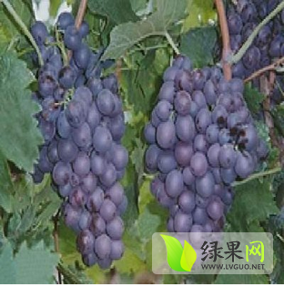 2014年河北卢龙玫瑰香价格