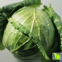 河北围场甘蓝（铁头），纯天然绿色、无公害蔬菜