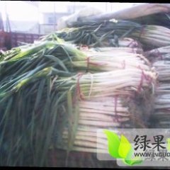 甘肃甘州长白大葱绿色无公害