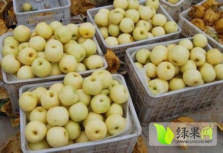 2017年安徽砀山黄金梨价格