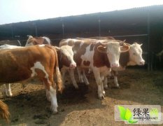 忻州晋北范站长8月西门塔尔牛肉牛