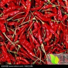 忻州辣椒大量上市，品种齐全，辣椒个大，外形饱满