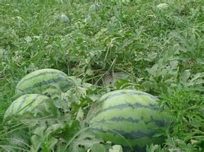 黑龙江省绥化京欣地雷西瓜