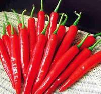 黑龙江金塔辣椒品种优良，口感上佳，天然色素高