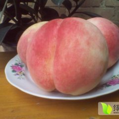 大荔二杠200-1蜜桃个头大，果面好