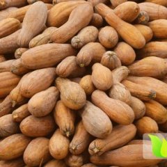 湖南岳阳南瓜品质优良,大小果南瓜