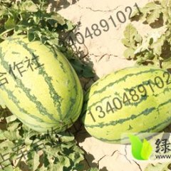 翁牛特旗西瓜香甜可口,乌丹余焱诚信合作