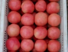 山东硬粉西红柿品种好，大小均匀，产量稳定，供应量大
