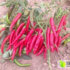 金塔鲜辣椒25号开始收购，椒形好，色泽漂亮