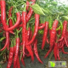 忻州市辣椒大量上市，欢迎前来订购