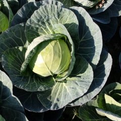 嘉鱼潘湾甘蓝包菜品种繁多，欢迎来订购