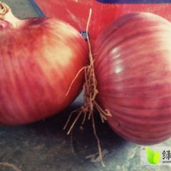 我处冷库现有300吨优质红皮洋葱，欢迎选购