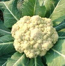 铜山菜花种植面积大，品种优，价格低，质量好