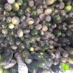 我处有20亩无公害大冬瓜，欢迎前来收购