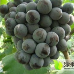 大量供应户太8号葡萄，口感纯正，色泽艳丽，颗粒饱满