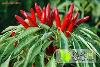 金乡天宇辣椒色泽鲜亮，质量好，无病虫害