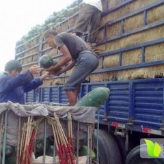 出售优质地冬瓜，价格实惠，质量保证