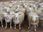 本羊场上千只绵羊出售，价格优惠，欢迎选购