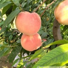 世纪蜜桃色泽艳丽，果肉细腻，汁甜如蜜，营养丰富