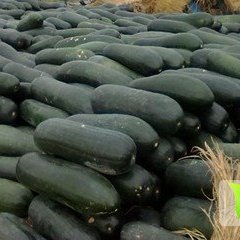 河南临颍子弹头黑皮冬瓜个大形正，果实均匀